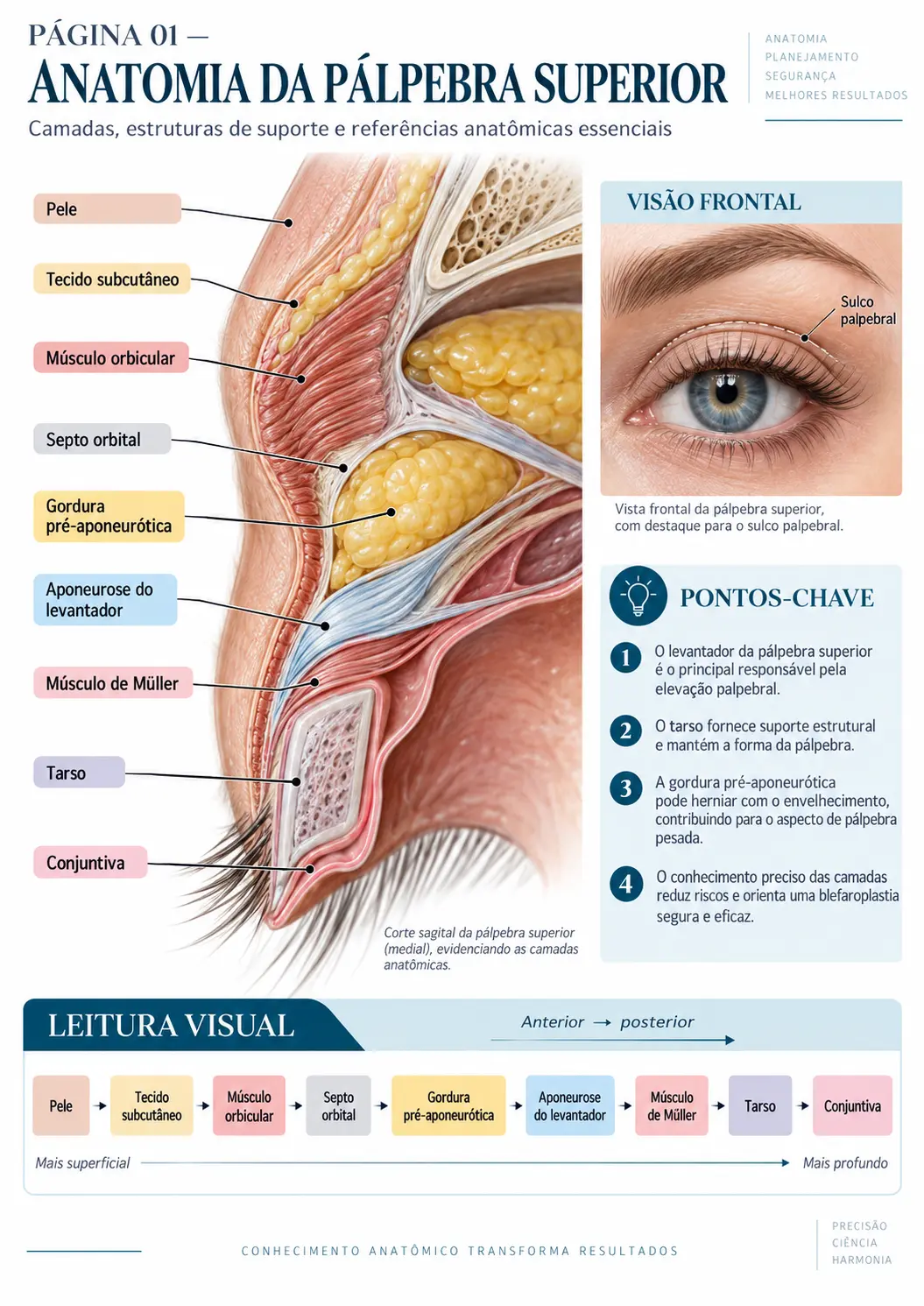 Página do BLEPH MAP: Anatomia da Pálpebra Superior